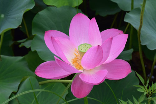 中國(guó)9種香的花：一種會(huì)為你引路，一種提煉的香精比黃金還貴！