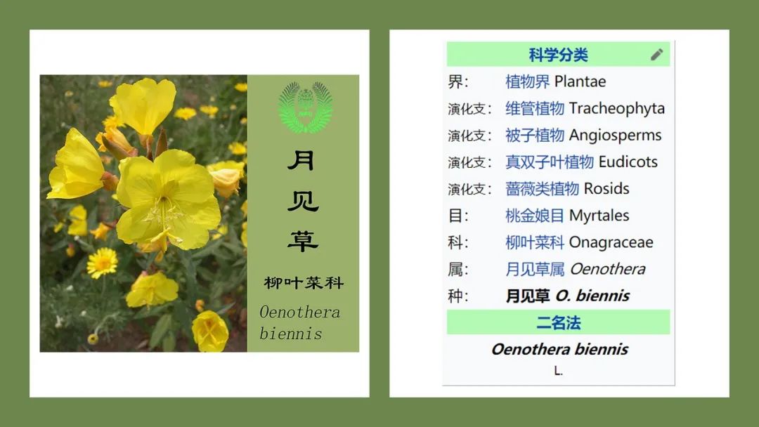 香精與香料(175)—月見(jiàn)草