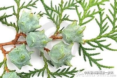 Flavor & Fragrance 文獻綜述：天然香精提取，生產和研究領域的進展