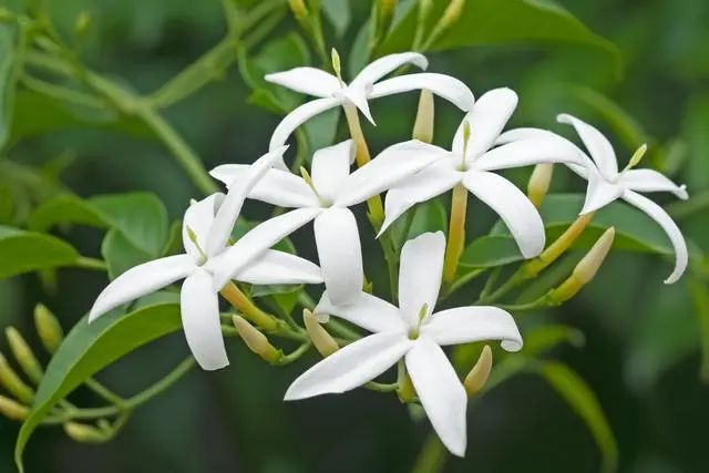 室內(nèi)種植這幾種植物，讓你的房間充滿芳香，凈化空氣，芬芳室內(nèi)