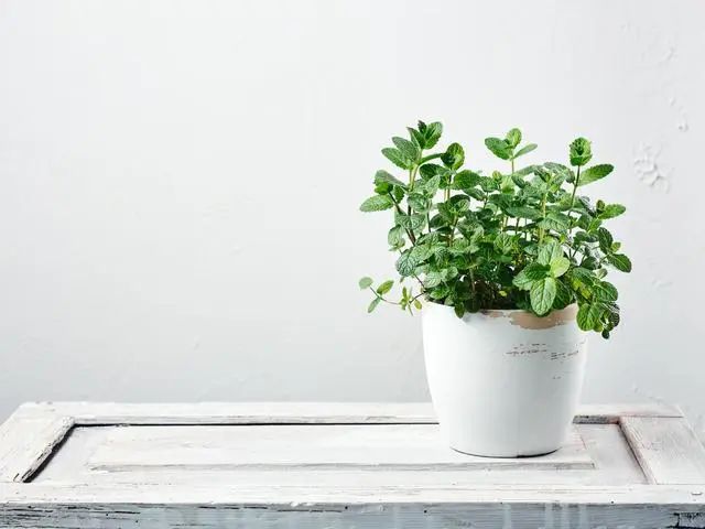 室內(nèi)種植這幾種植物，讓你的房間充滿芳香，凈化空氣，芬芳室內(nèi)