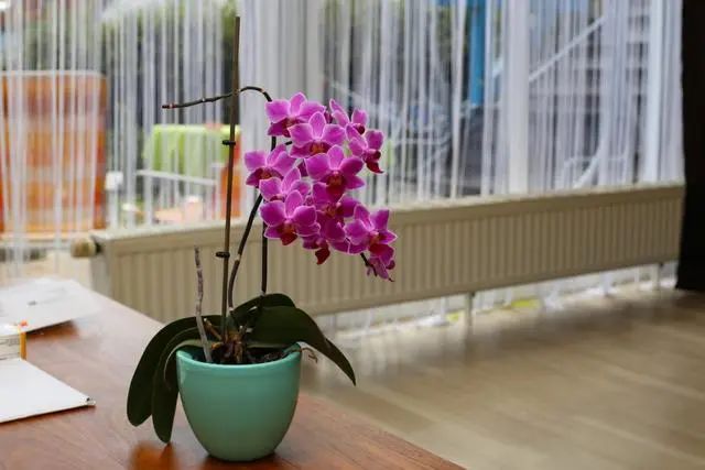 室內(nèi)種植這幾種植物，讓你的房間充滿芳香，凈化空氣，芬芳室內(nèi)