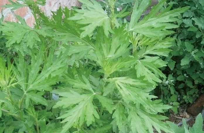 夏天來了，驅蚊的香料有哪些